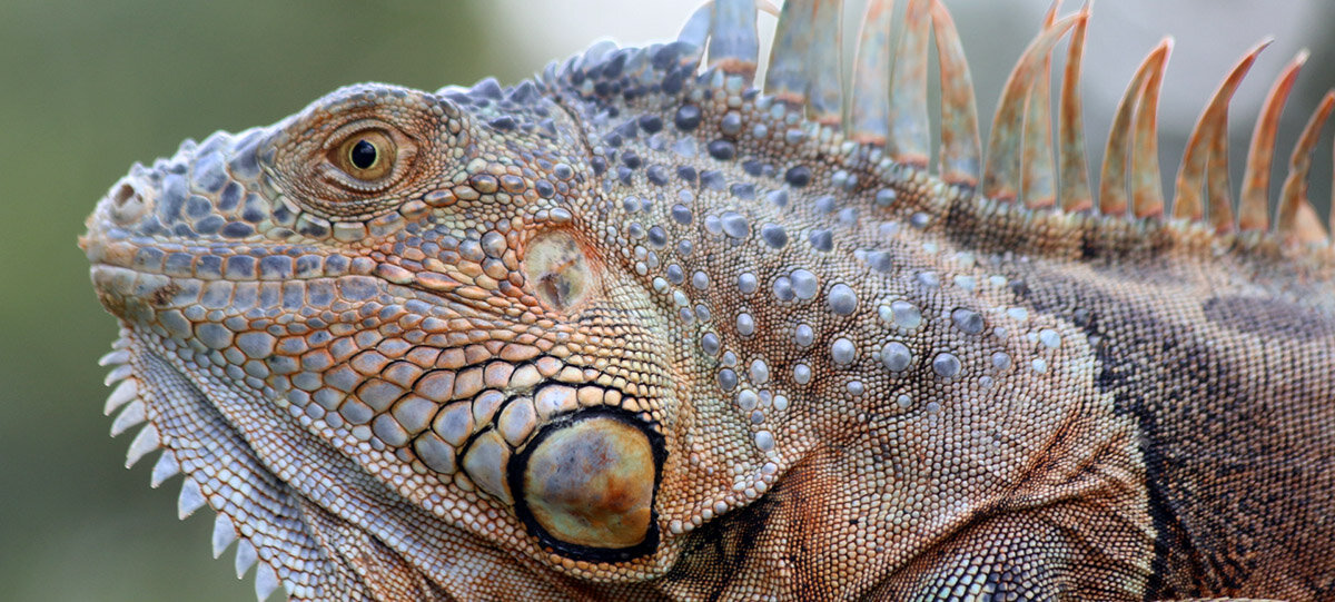 iguana.jpg