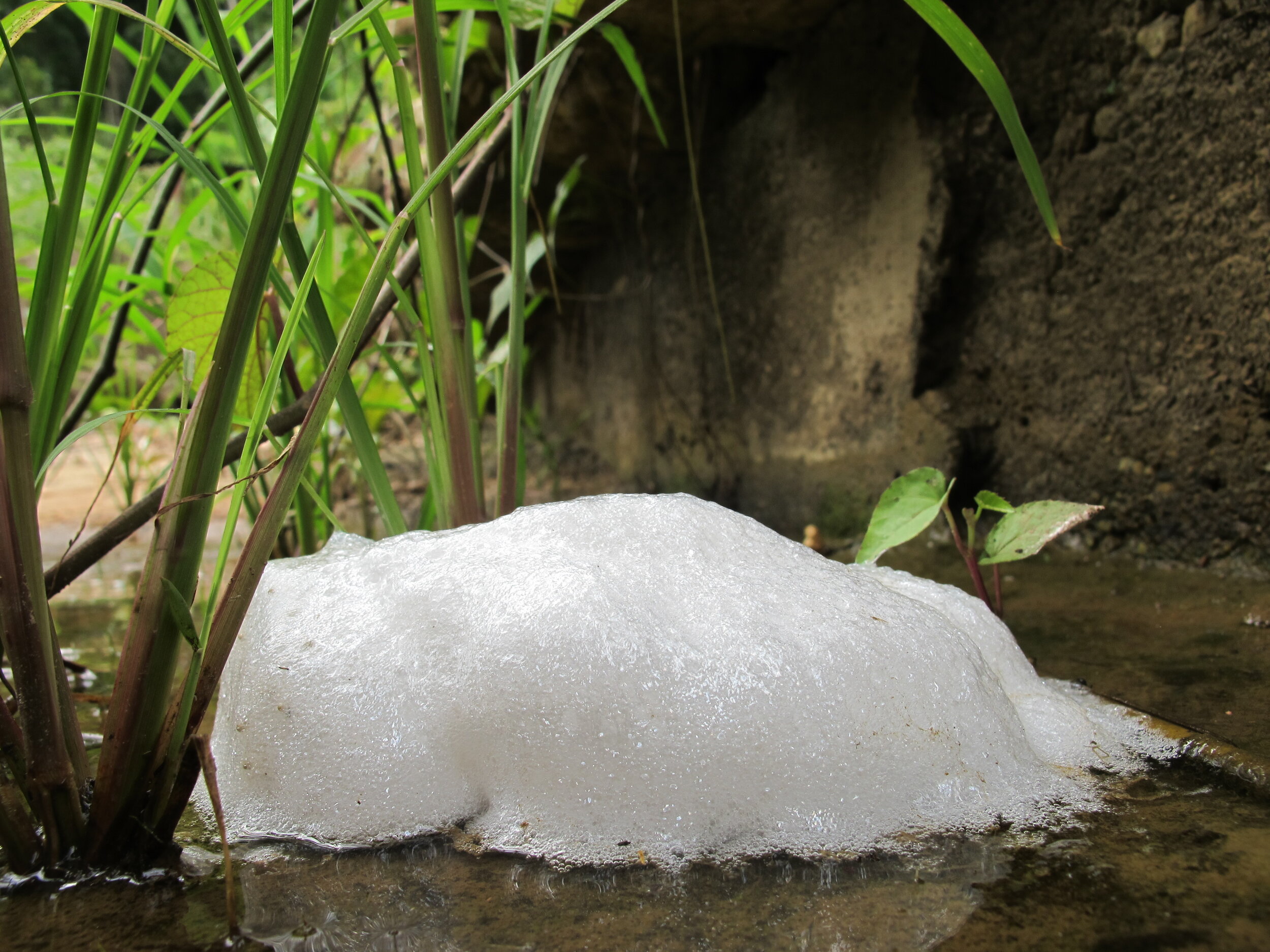 Tungara Frog, Engystomops pustulosus