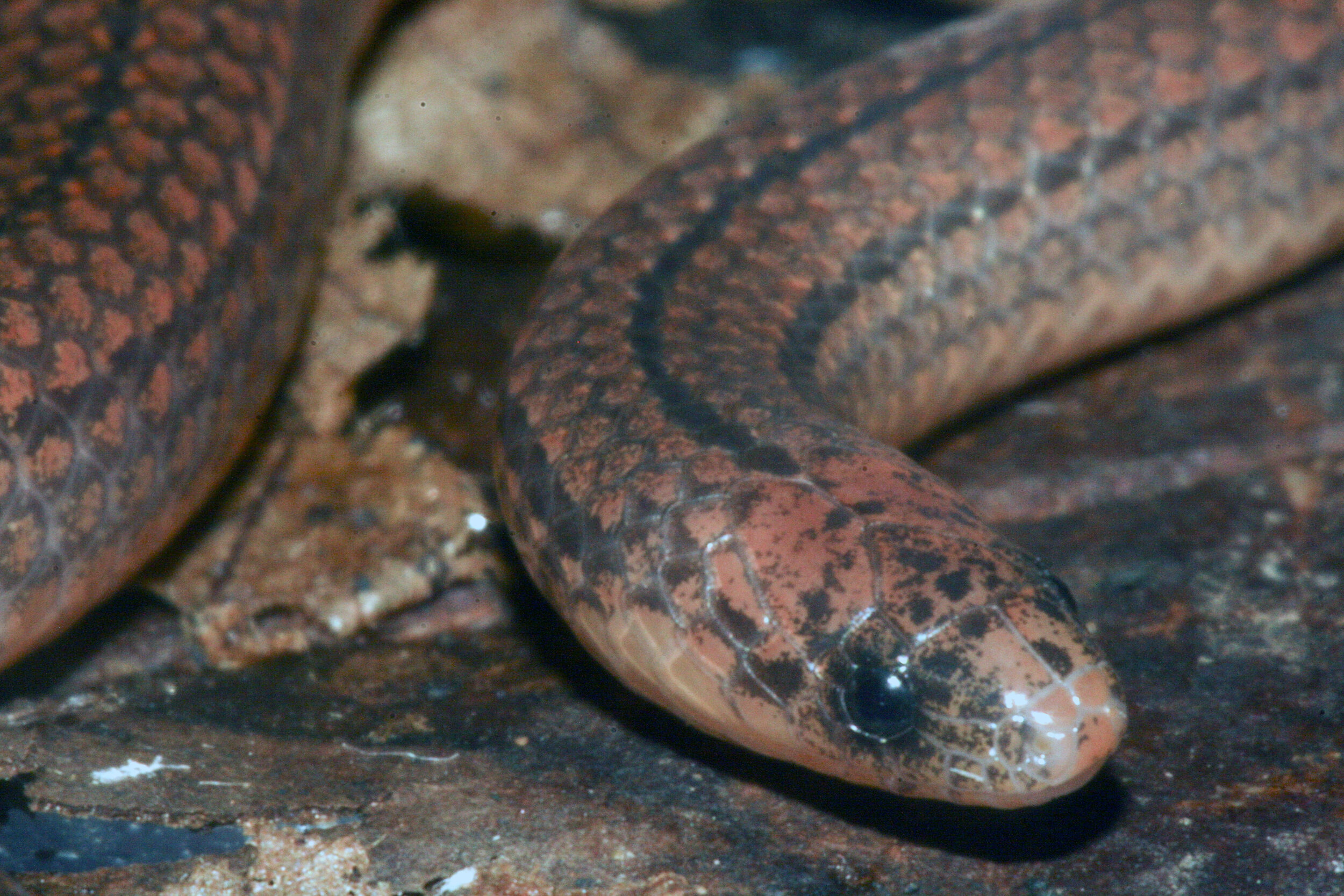 Three-lined Snake, Atractus trilineatus