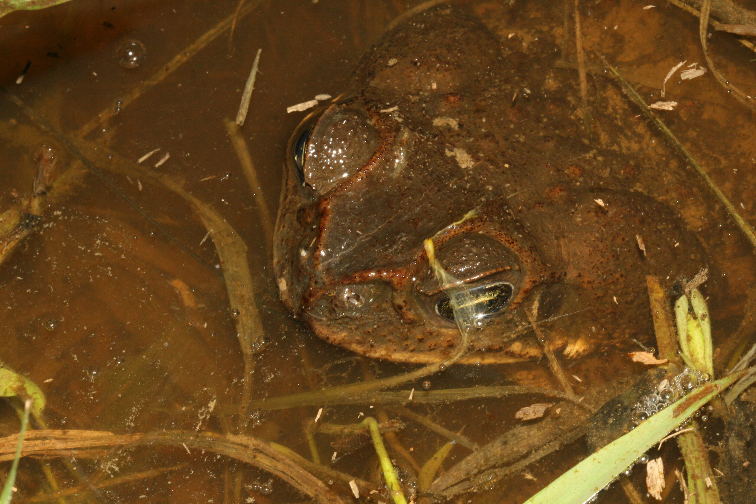Marine Toad, Rhinella marina