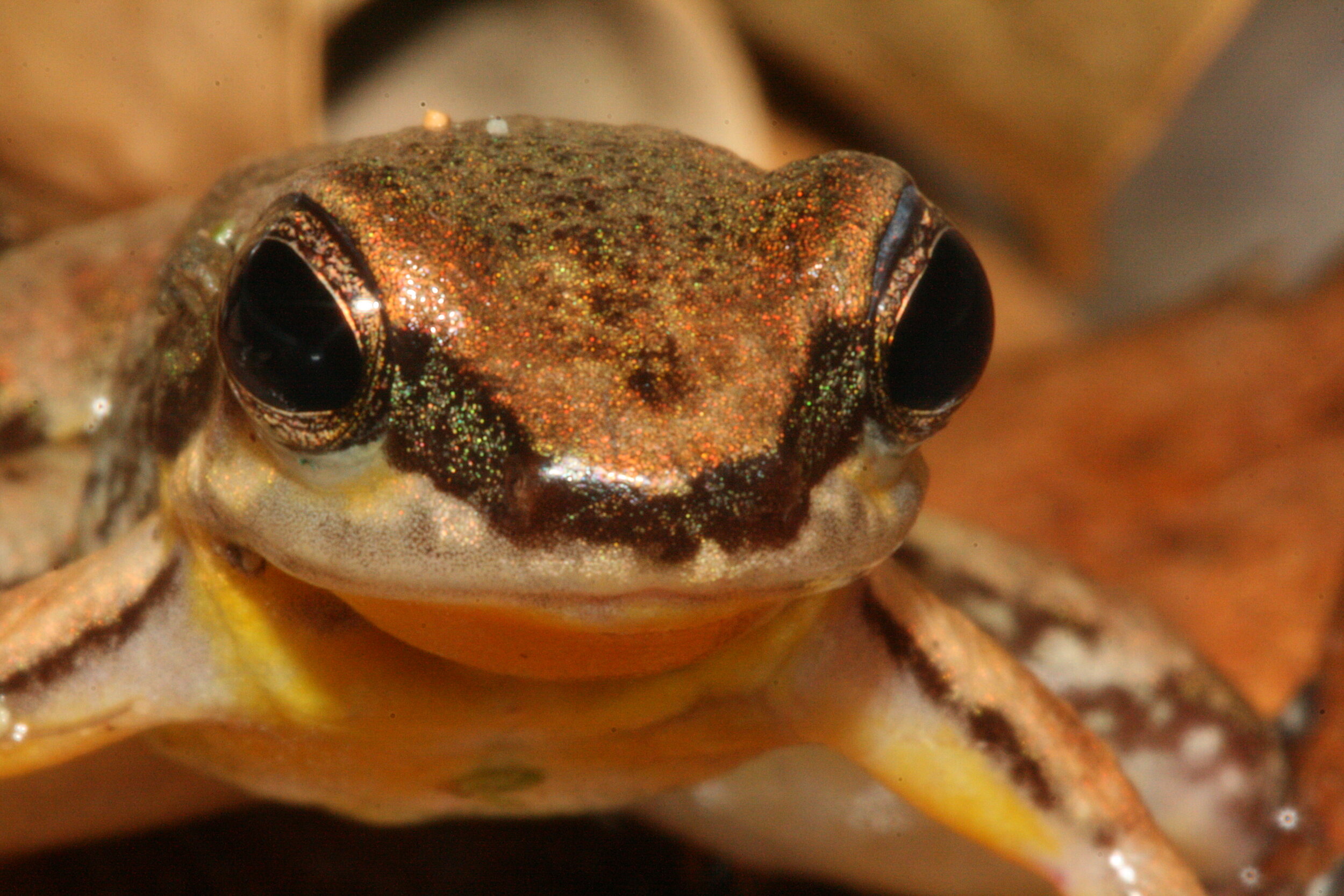 Tobago Stream Frog, Mannophryne olmonae