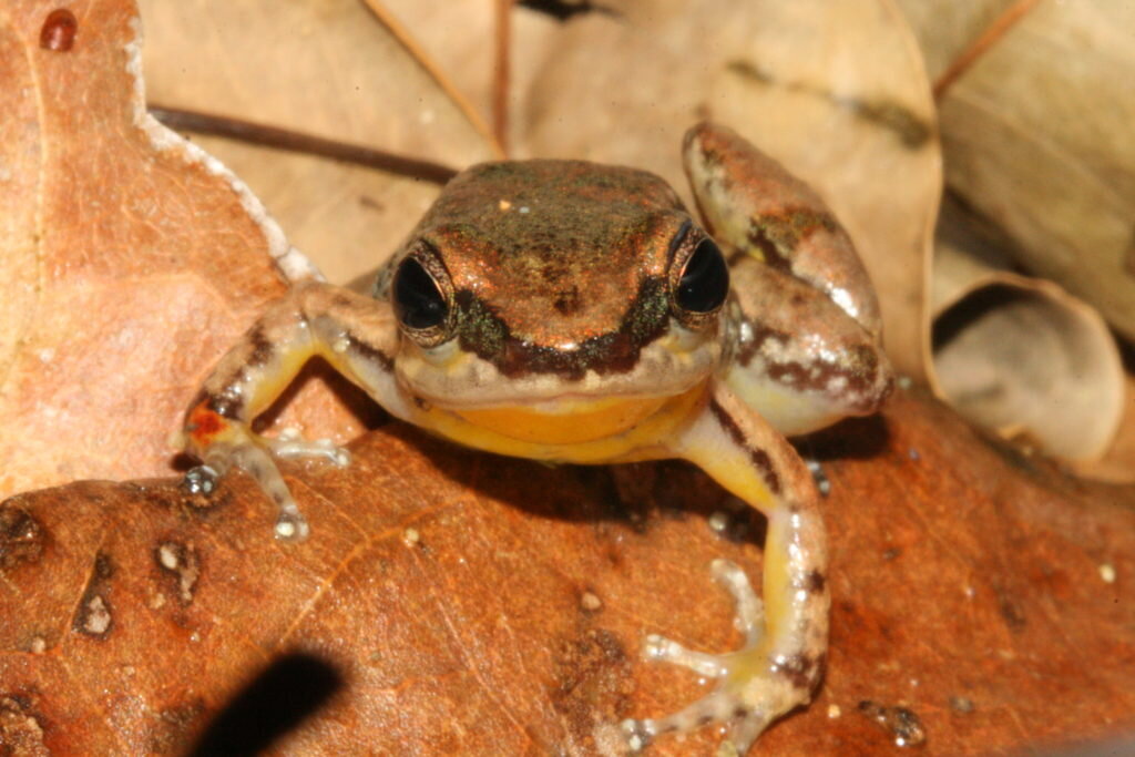 Tobago Stream Frog, Mannophryne olmonae