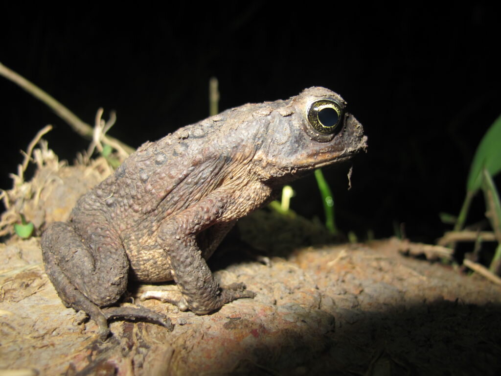 Marine Toad, Rhinella marina