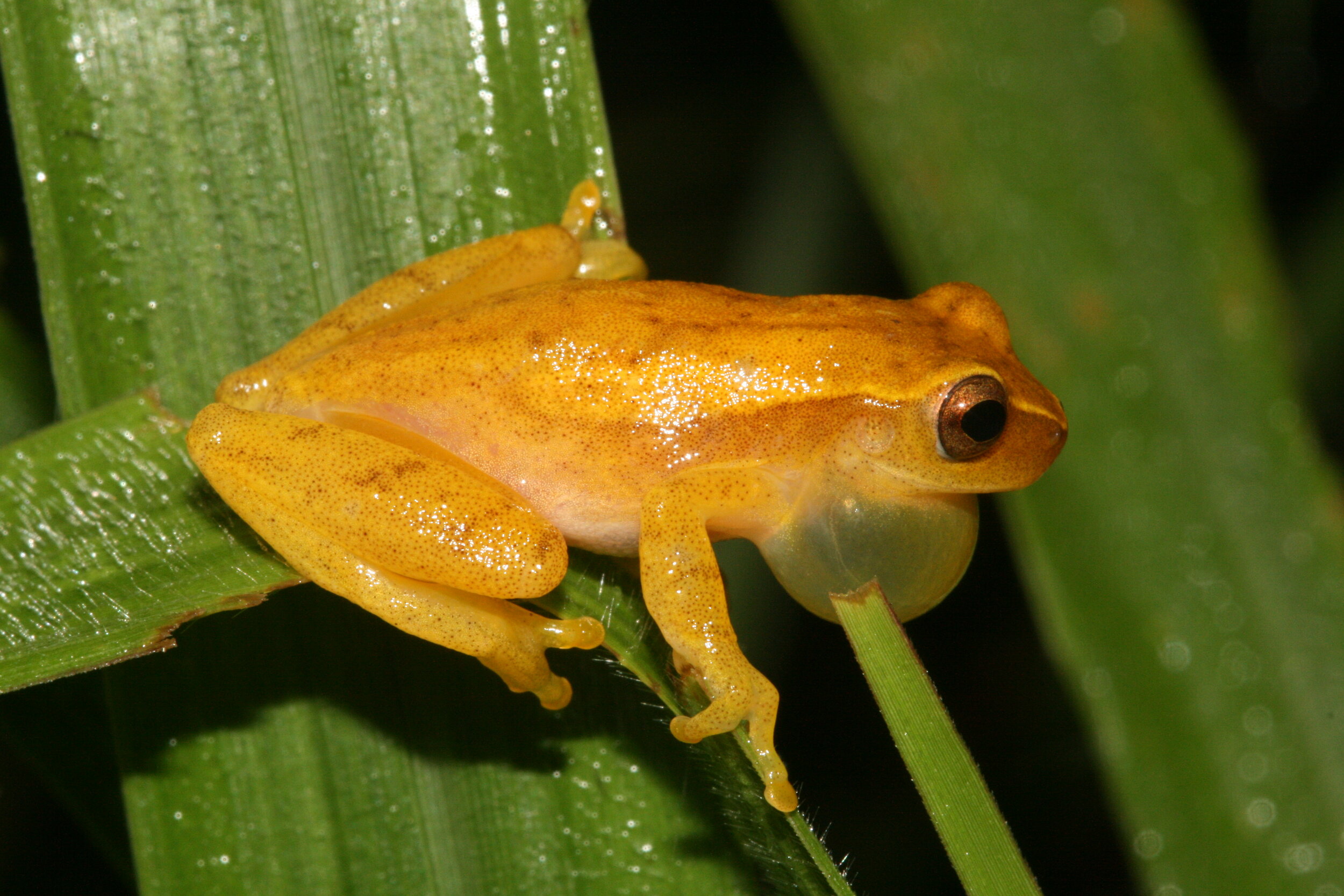 Small-headed Treefrog Dendropsophus microcephalus