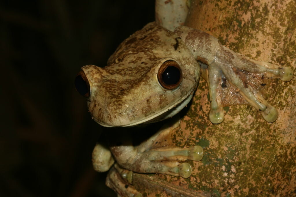 Giant Treefrog Boana boans