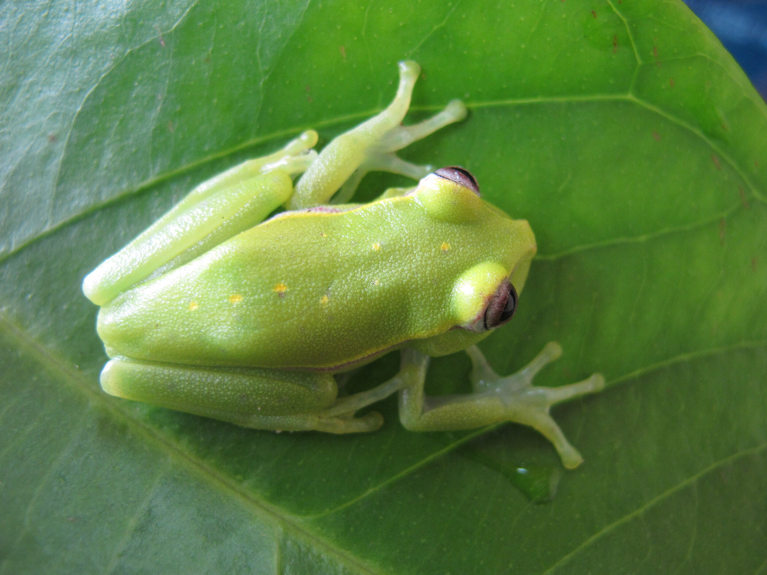 Lesser Green Treefrog Boana punctata