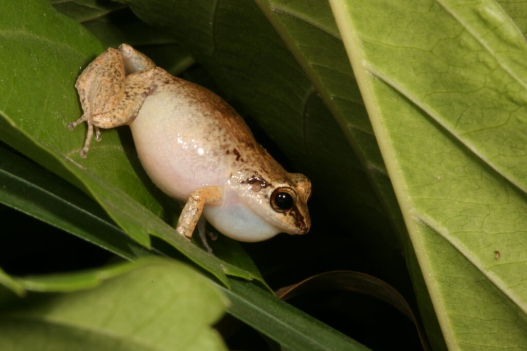 Johnstone’s Litter Frog Eleutherodactylus johnstonei