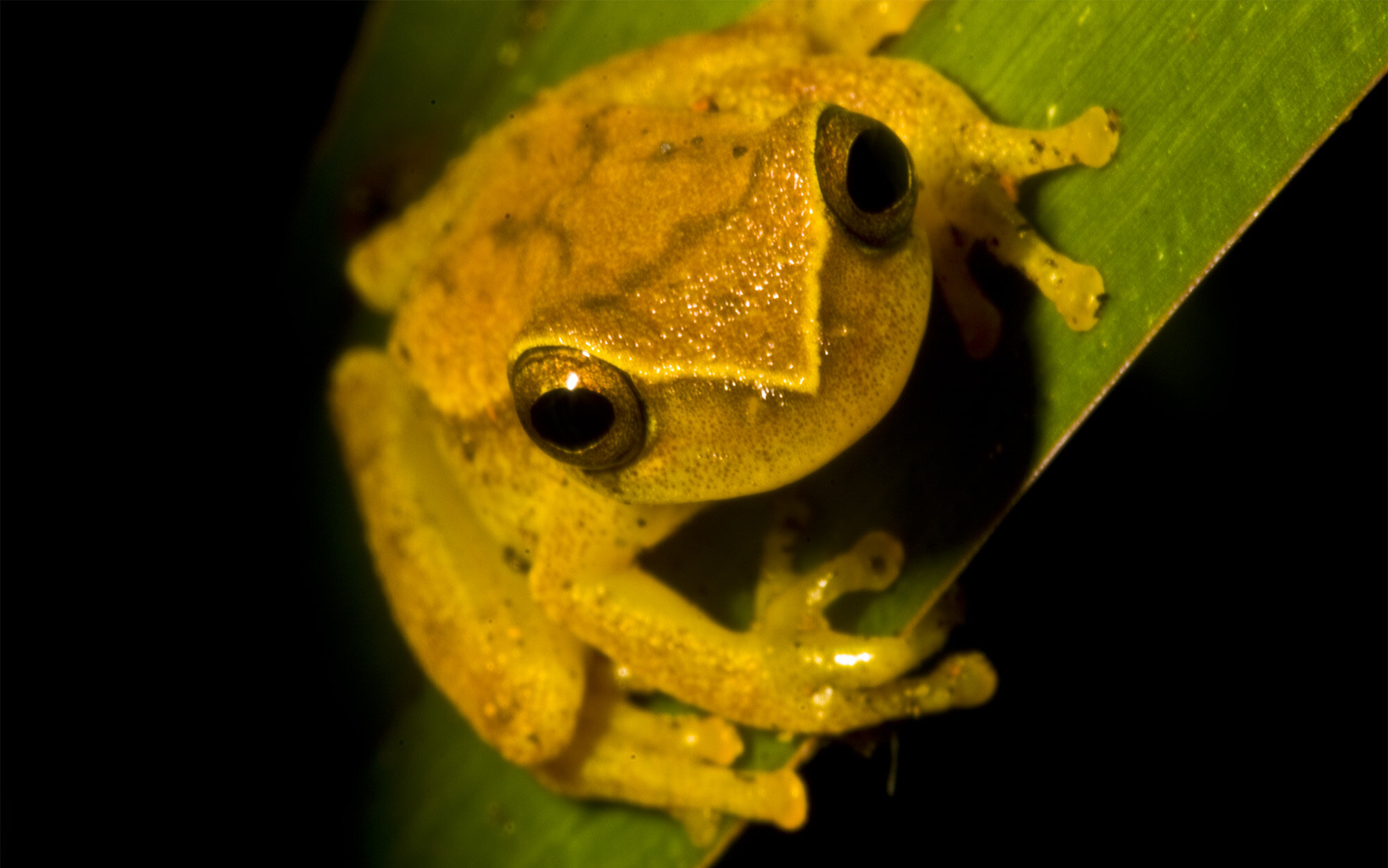 The Small-headed Frog, Dendropsophus microcephalus misera