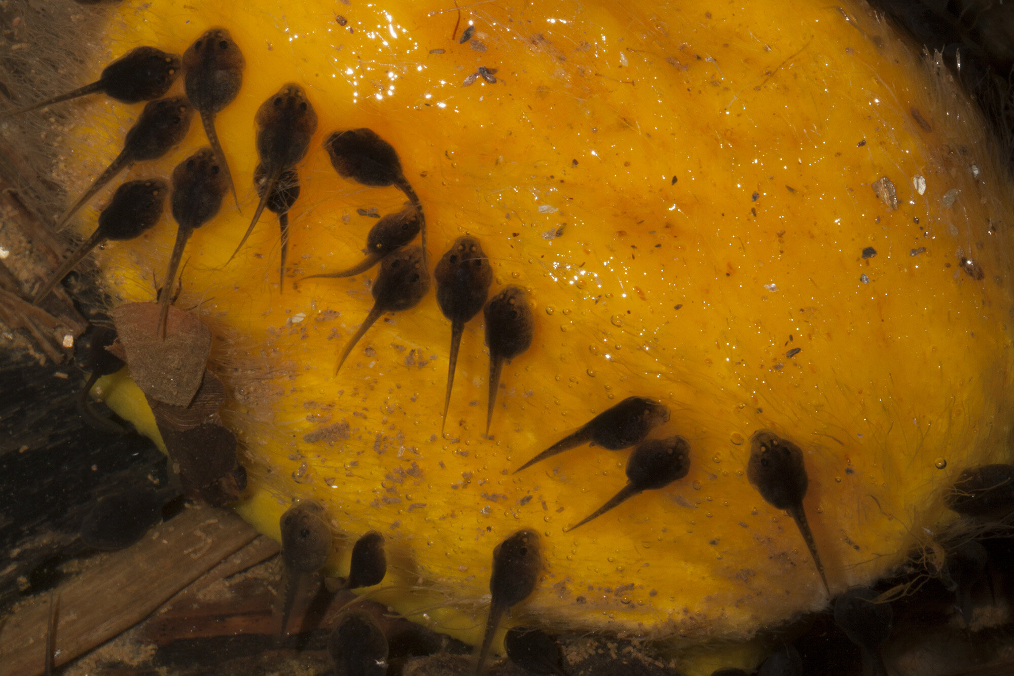 Small-headed Treefrog, Dendropsophus microcephalus