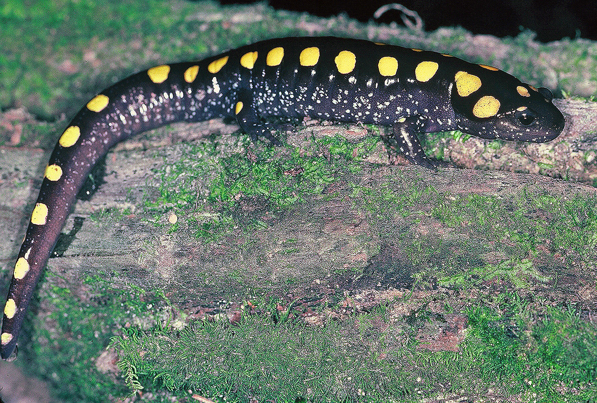 Salamanders & Road Salt