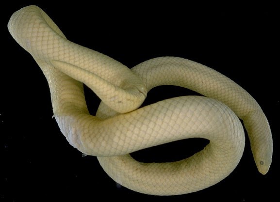 Puppies Destined to Help Veterans Start Service Dog Training