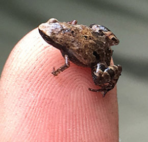 Houston celebrates International Owl Awareness Day