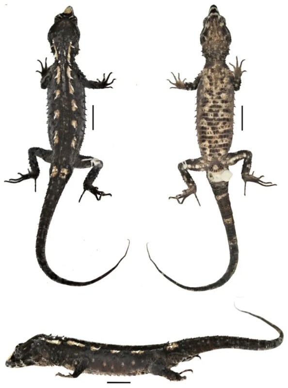 A new spiny gymnophthalmid from the Pacific slopes of the Ecuadoran Andes