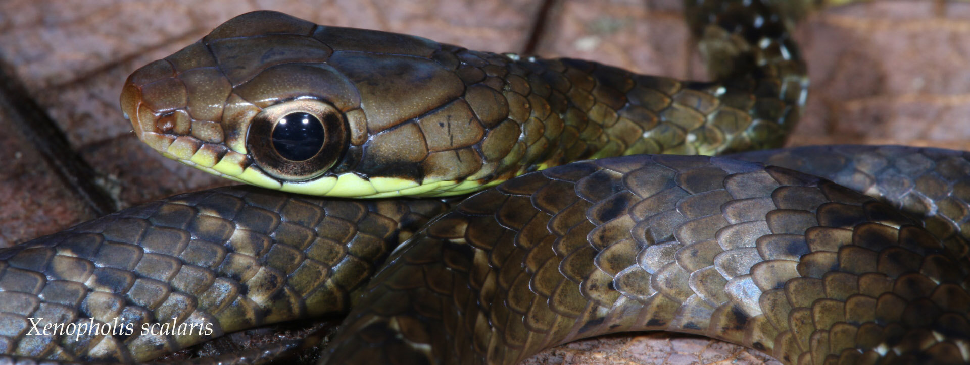 Three poorly known cryptozoic, neotropical snakes, Xenopholis