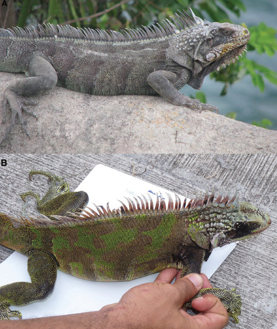 A new species of Iguana from the Lesser Antilles – its black