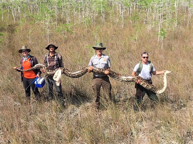 Large Burmese Python from Big Cypress National Preserve