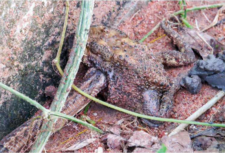 New, novel feeding behavior in a Kukri Snake