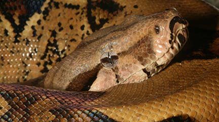 Boa vertebrae from Caribbean Archeological sites