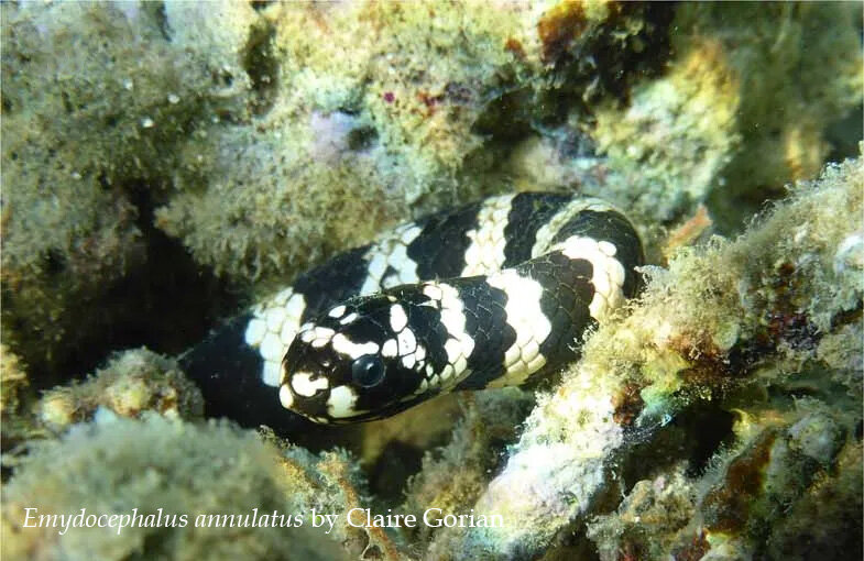 Damselfish and Sea Snakes