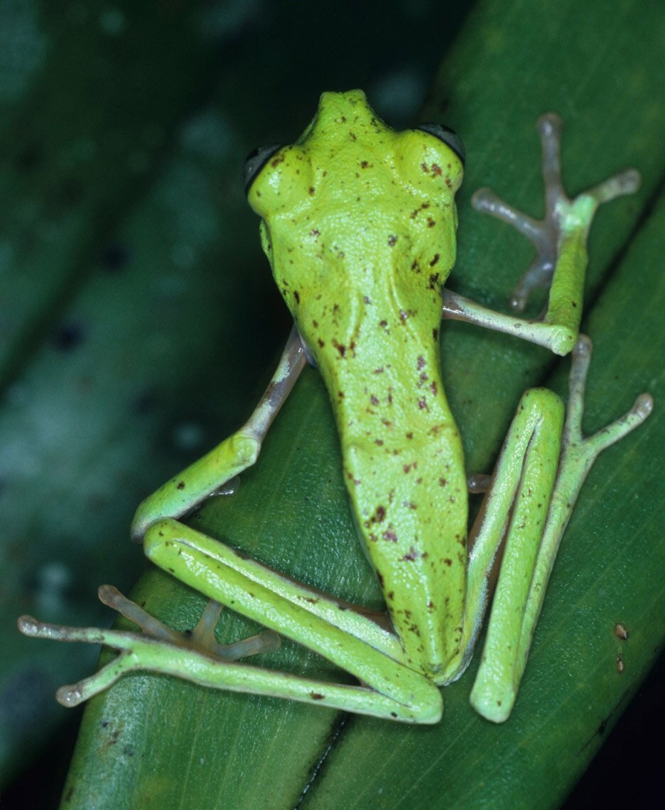 Loss of amphibians increases malaria