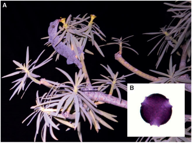 Tarentola geckos involved in pollination