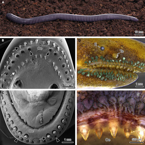 Caecilians may be venomous