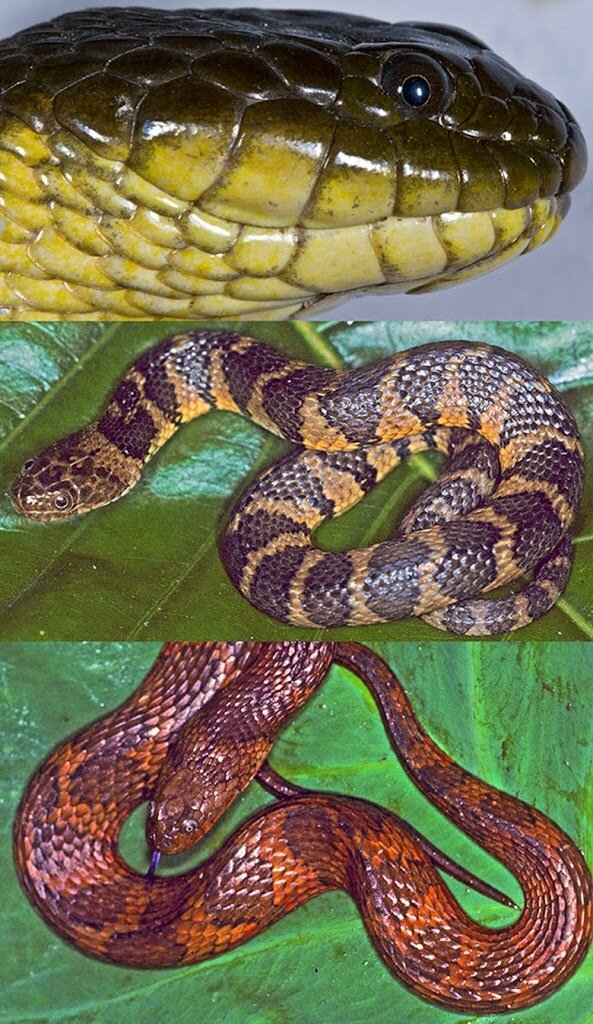 Helicops angulatus (Linnaeus, 1758)