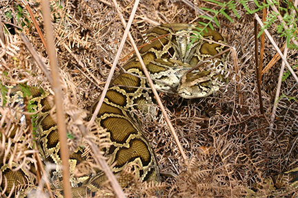 Calling all hunters: Everglades National Park wants you to kill its Burmese pythons