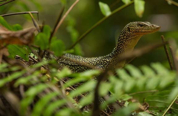 New monitor lizards from the western Pacific and a conservation problem