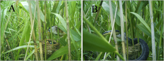 Snakes are important nest predators of the threatened Reed Parrotbill in coastal wetlands of eastern China