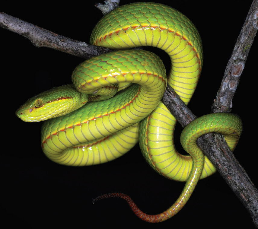 A new Trimeresurus from northeast India