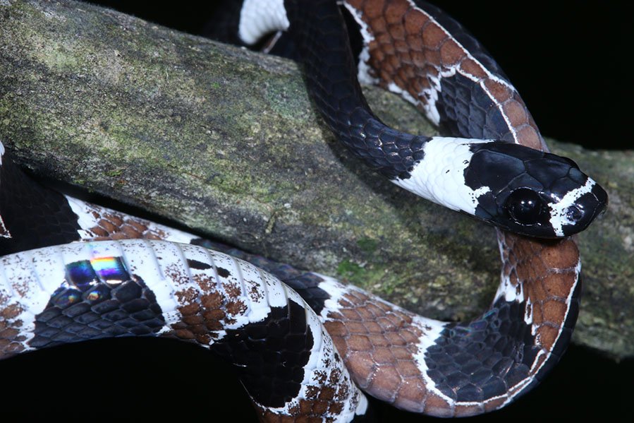 Vocalization in the snake Dipsas catesbyi&nbsp;