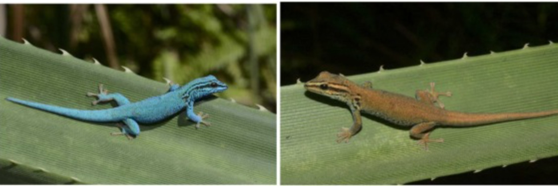 A micro-endemic gecko threatened by an invasive tree.