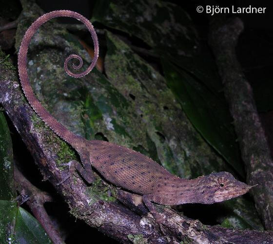 Evolution of viviparity in arboreal lizards