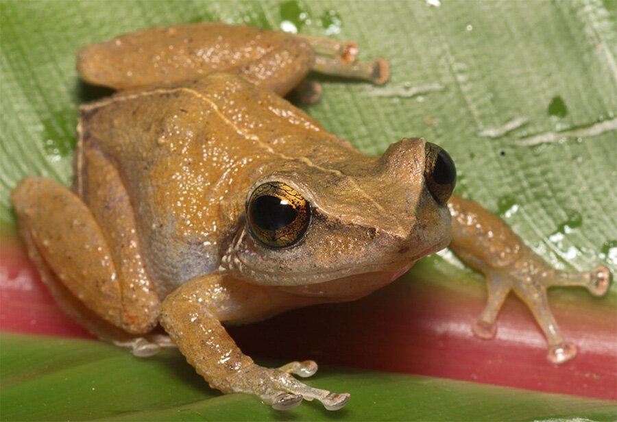 The oldest record of frogs in the Caribbean