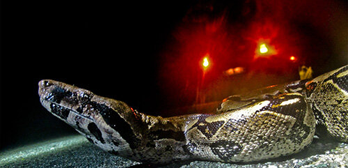 Comments on the size of boas