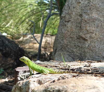 Invasive Lizards in Florida, and why are there so few in Arizona