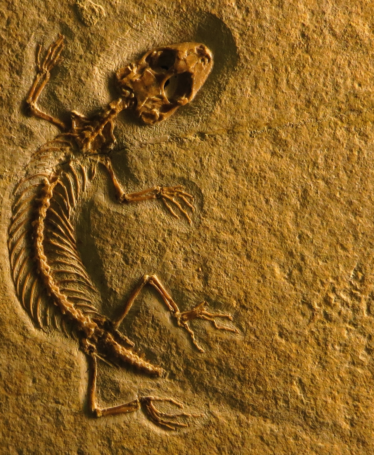 Squamates underwent rapid evolution in the Jurassic