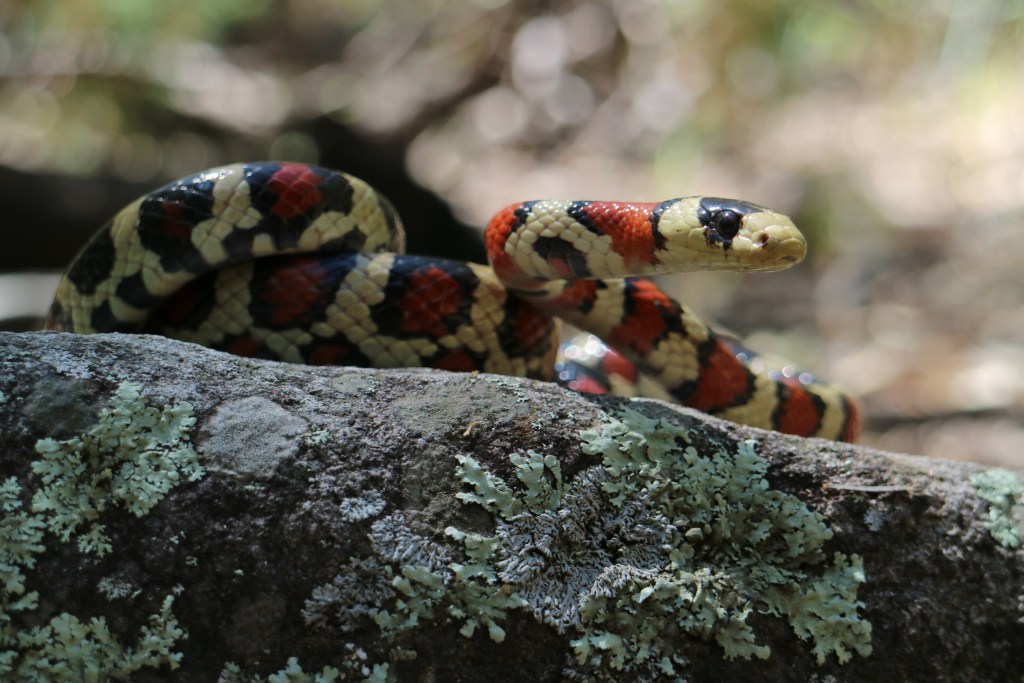 Knobloch's Mountain Kingsnake
