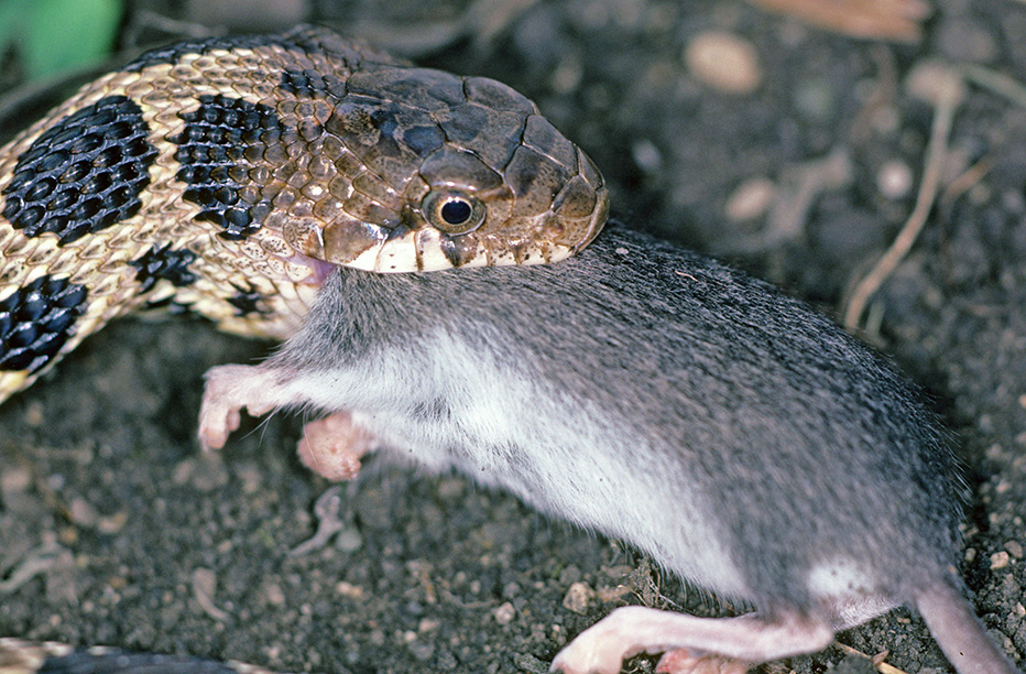 Animals are our greatest allies in reforestation