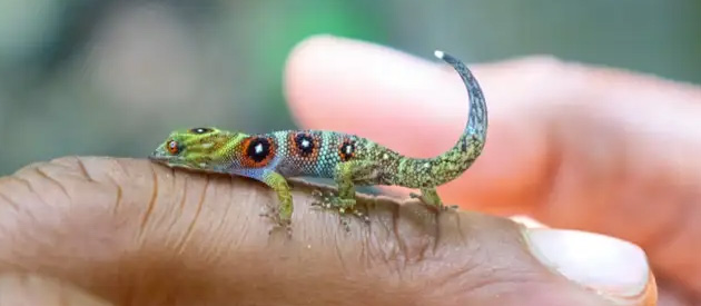 The Union Island Gecko population recovers
