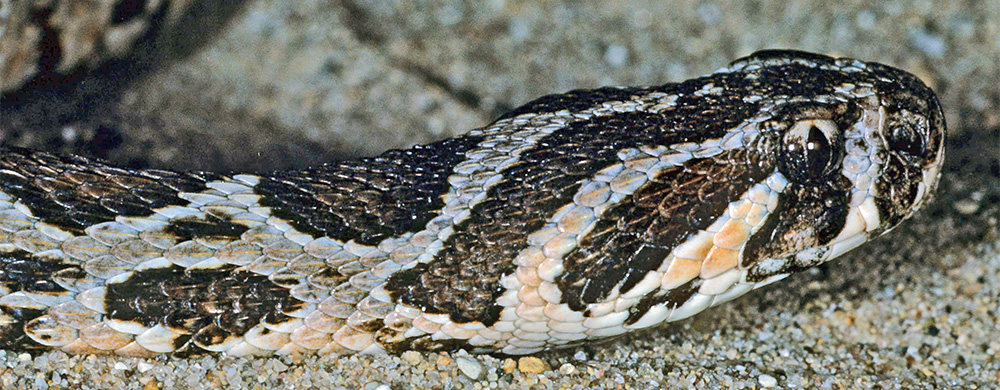 Palestine Viper Venom