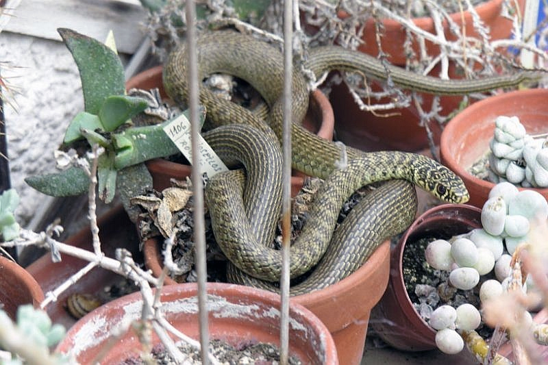 The invasive Green Whipsnake threatens vulnerable squamates in Switzerland