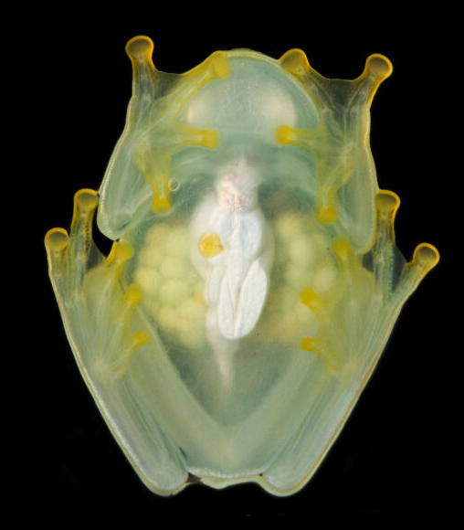 Glassfrogs hide their blood cells to become transparent