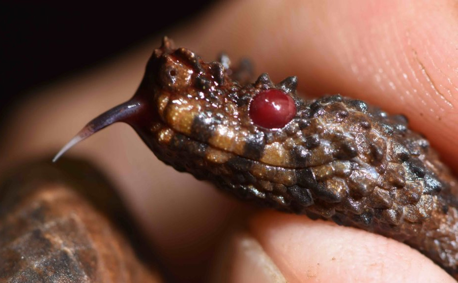 Autohemorrhaging behavior is exhibited by some animals when they are under attack by a predator