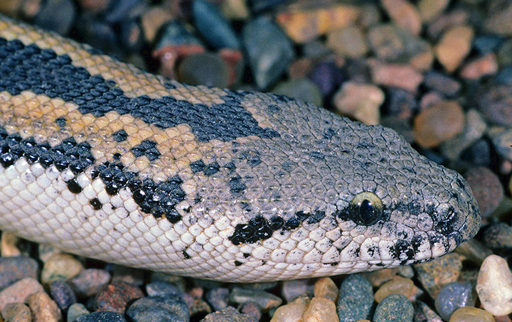 A new fossil species of Sand Boa from China
