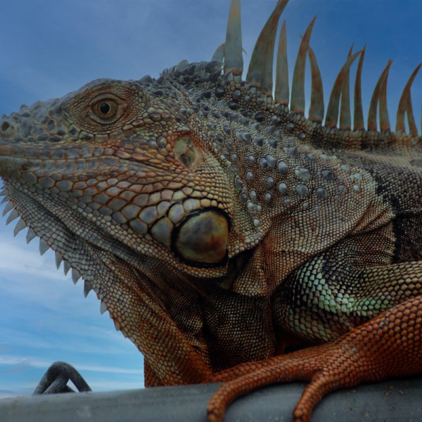 The Common Green Iguana has invaded Florida with human help.