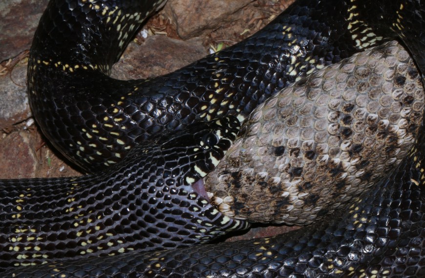 California Kingsnake eating a Western Diamondback Rattlesnake