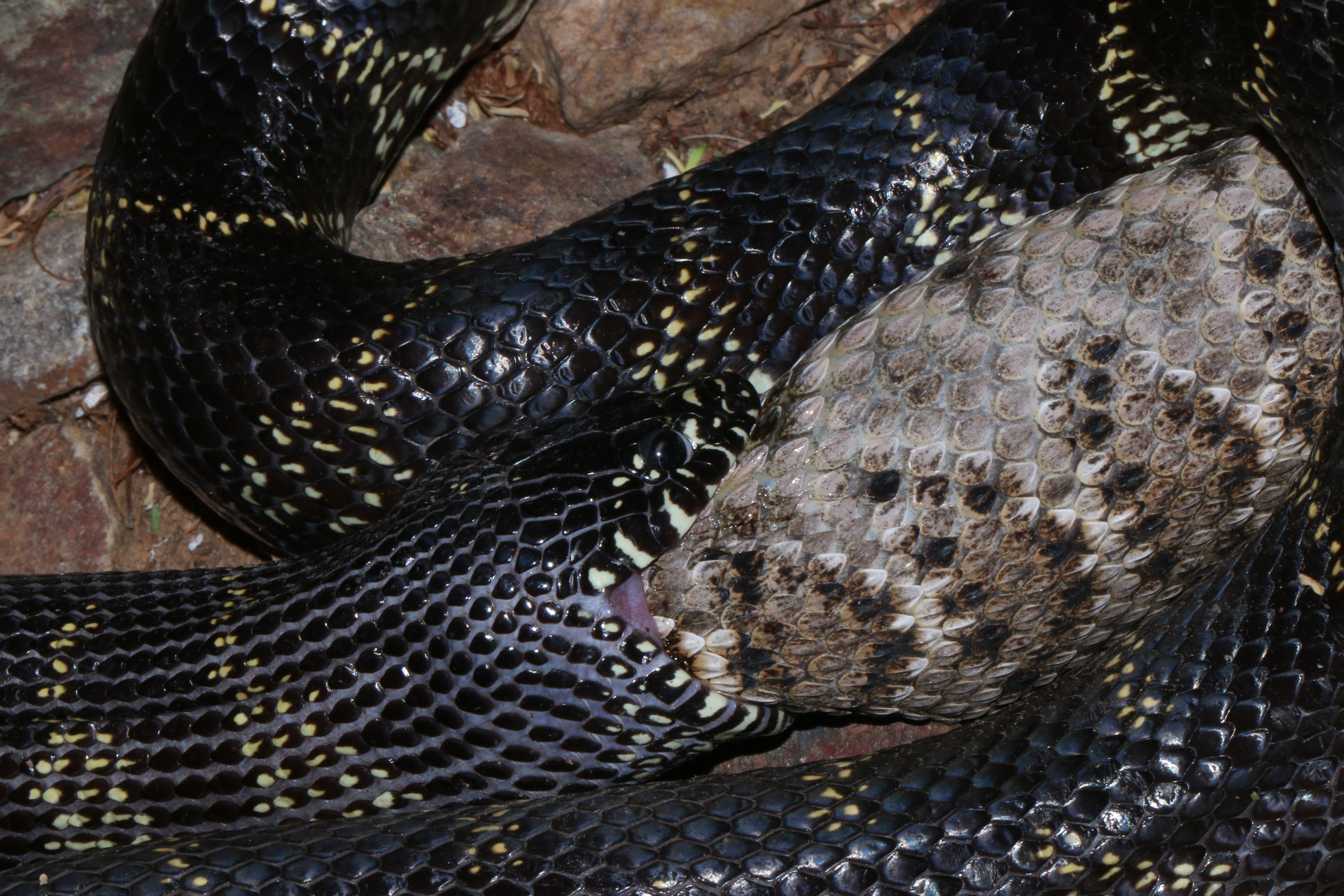 The Kingsnake and the Rattlesnake – predator and prey