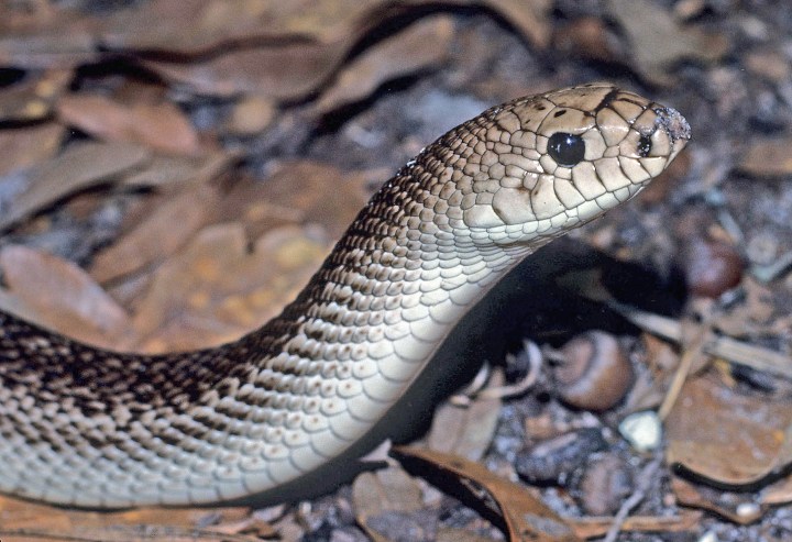 Pituophis melanoleucus mugitus